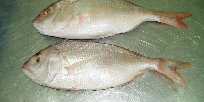 RED-SEABREAM